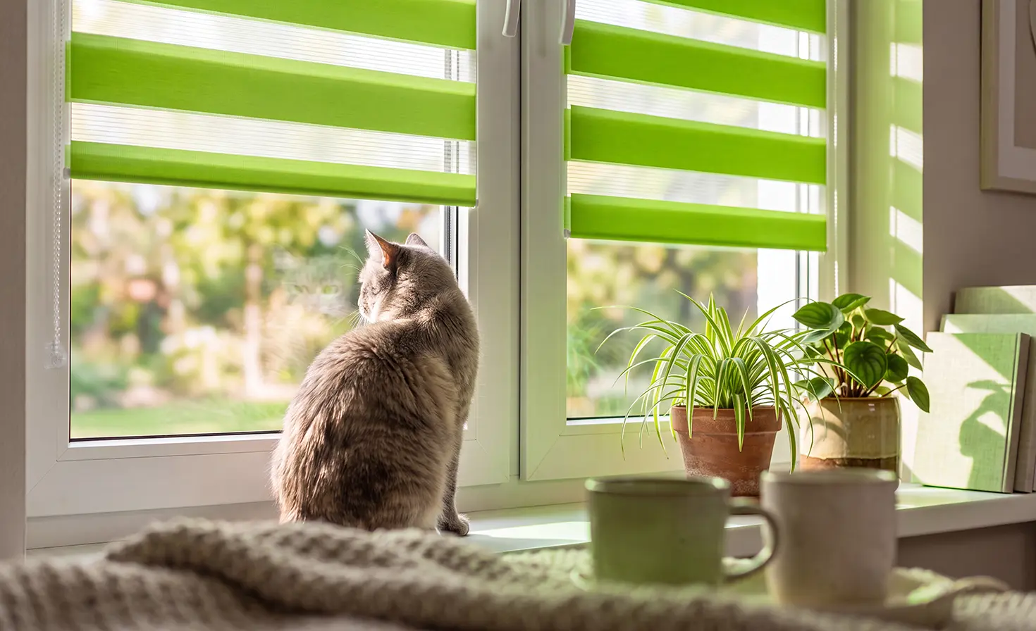 Kleine graue Katze auf der Fensterbank am Fenster mit einem gr&uuml;nen Doppelrollo.